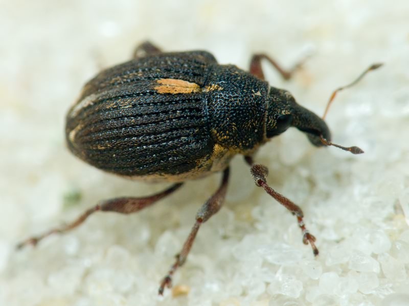 Rhinoncus leucostigma (Marsham, 1802)